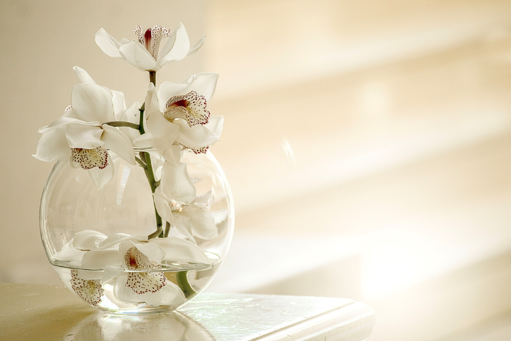 White Orchid in a Vase