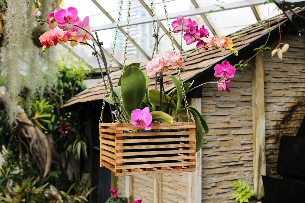 orchids in an indoor greenhouse