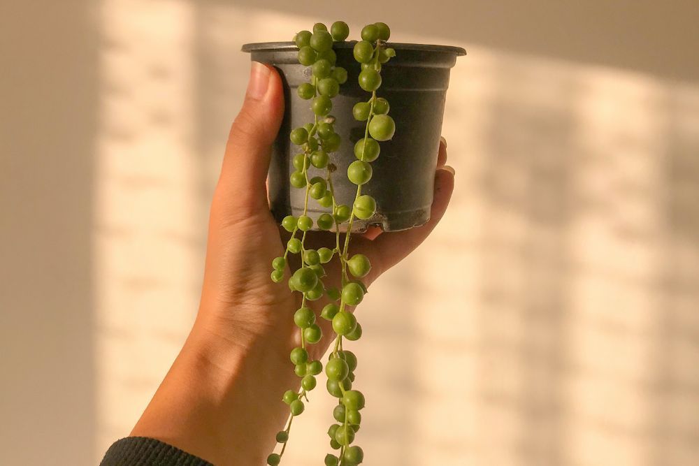 Person holding a string of pearls plant