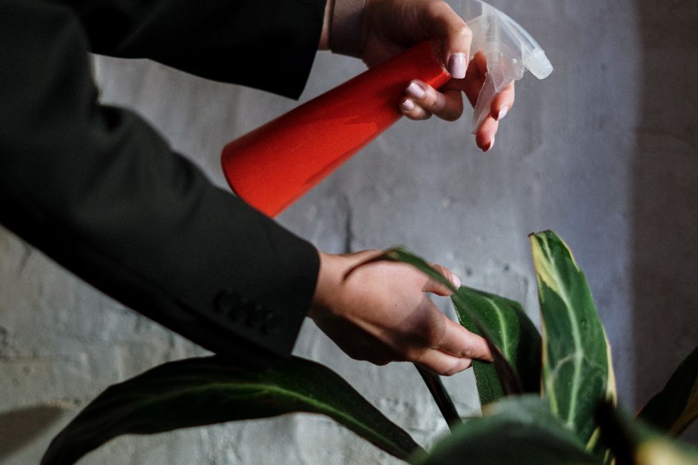 Person misting an indoor plant