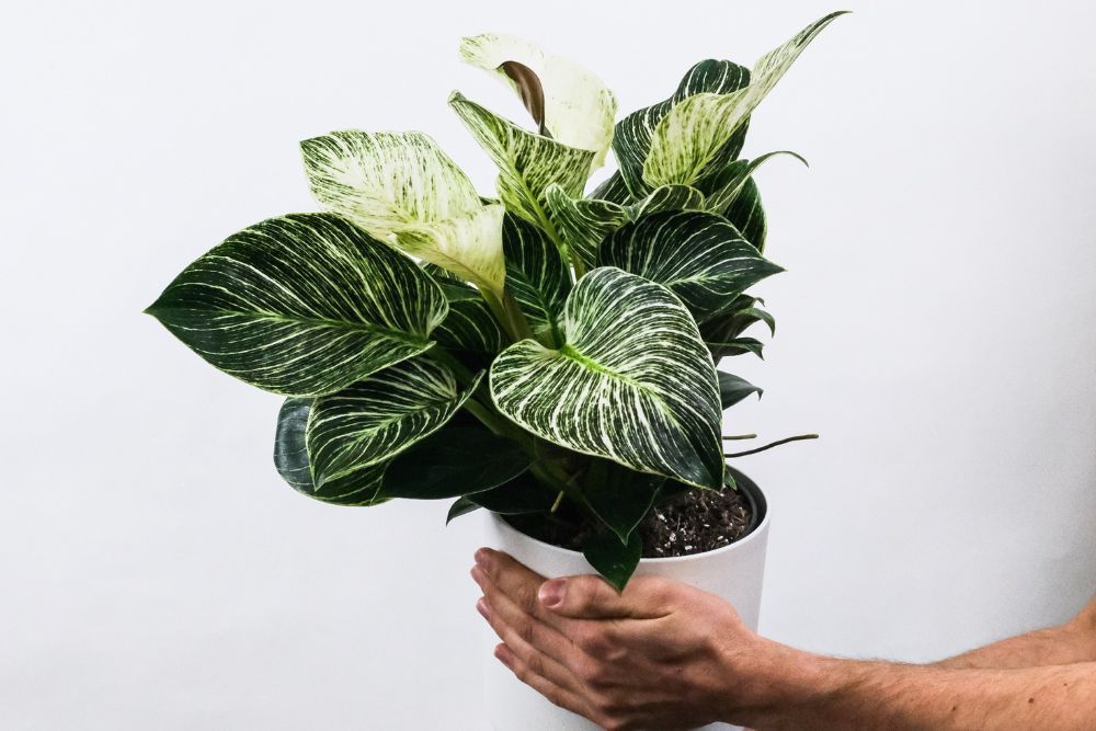 Person holding philodendron plant in a white pot