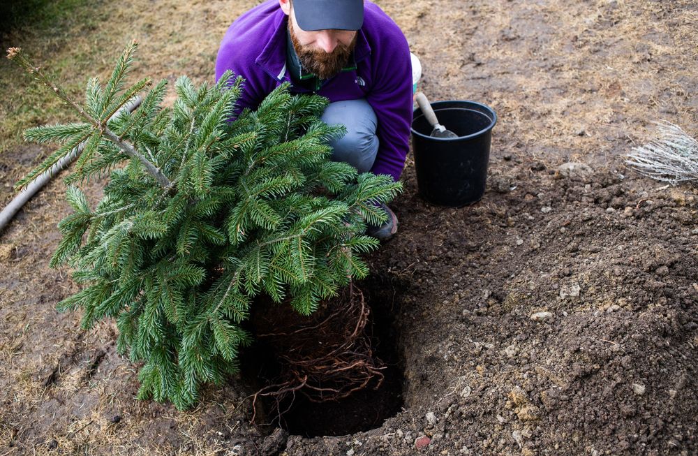 Planting a fir tree 