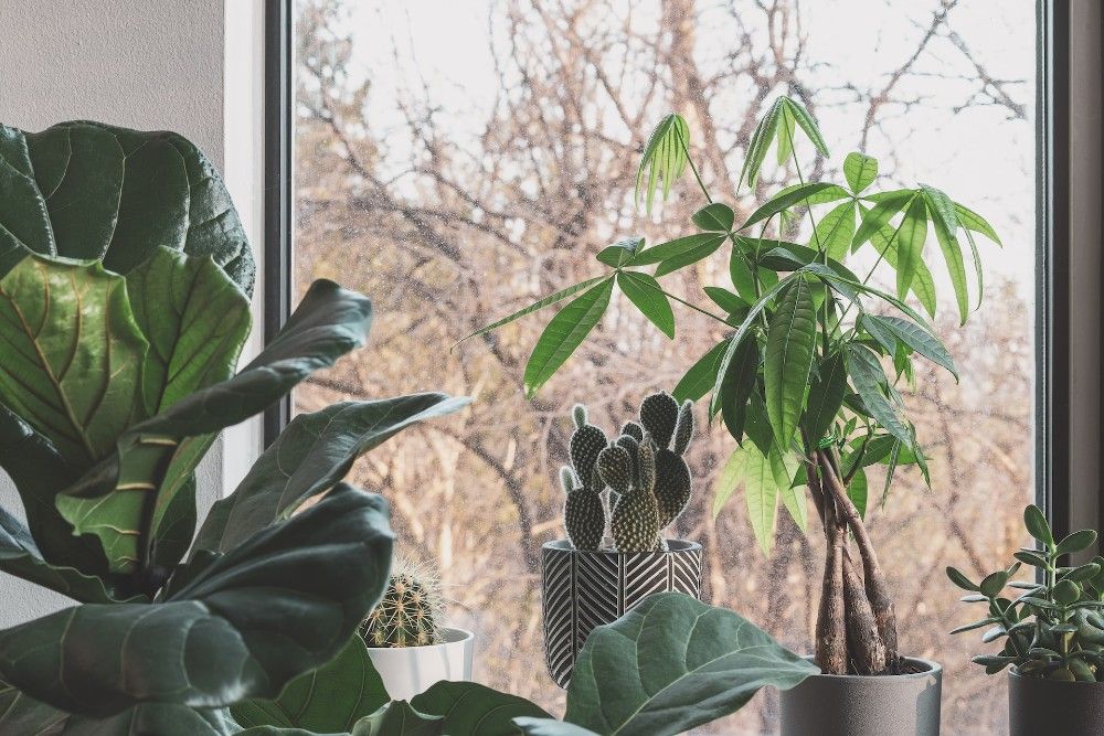 plants by window