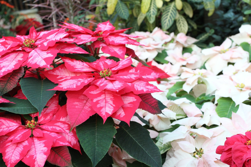Poinsettia in Pink and White