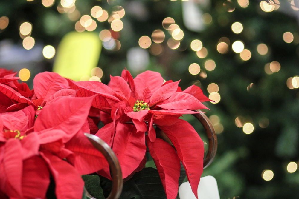 Red Poinsettia with Christmas Lights