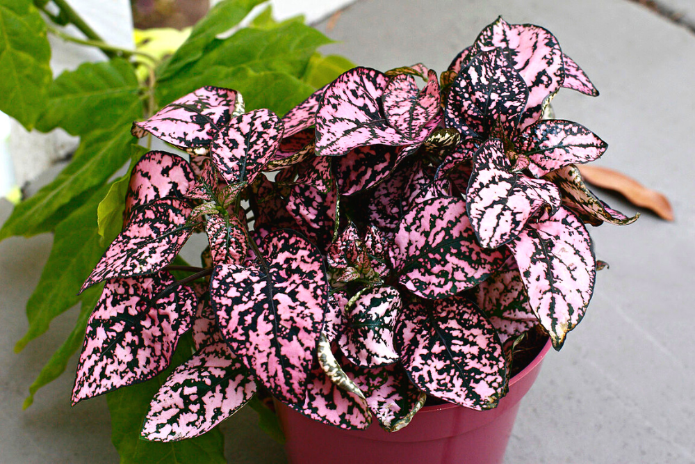 Polka Dot Houseplants Hypoestes Phyllostachya with Pink and Green Leaves in a Pot