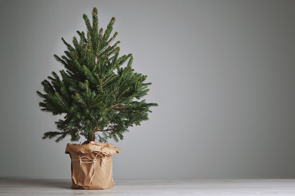 How to Care for Your Potted Christmas Tree