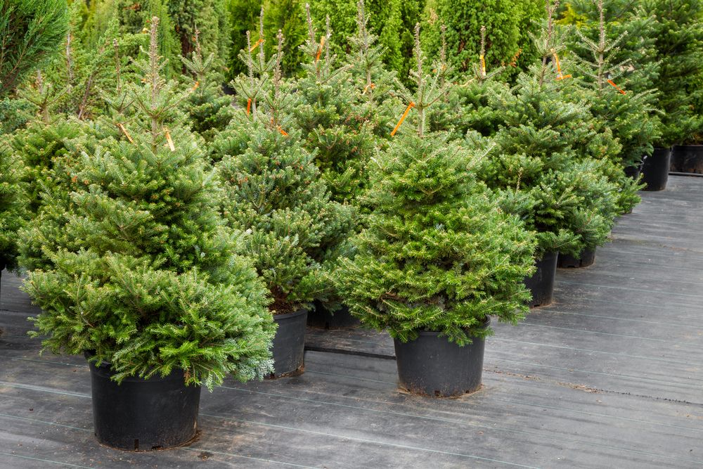 Potted Christmas trees outdoors