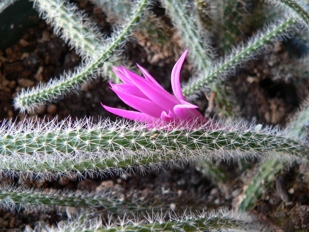 Rat tail cactus with flower