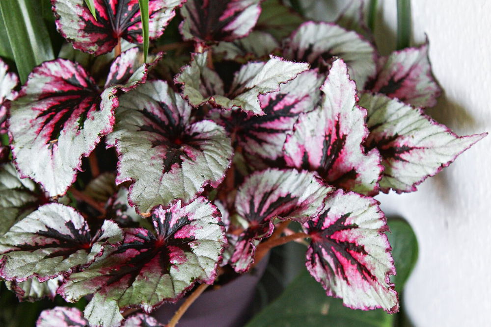 Rex Begonia with Grey and Ruby Deep Purple Leaves