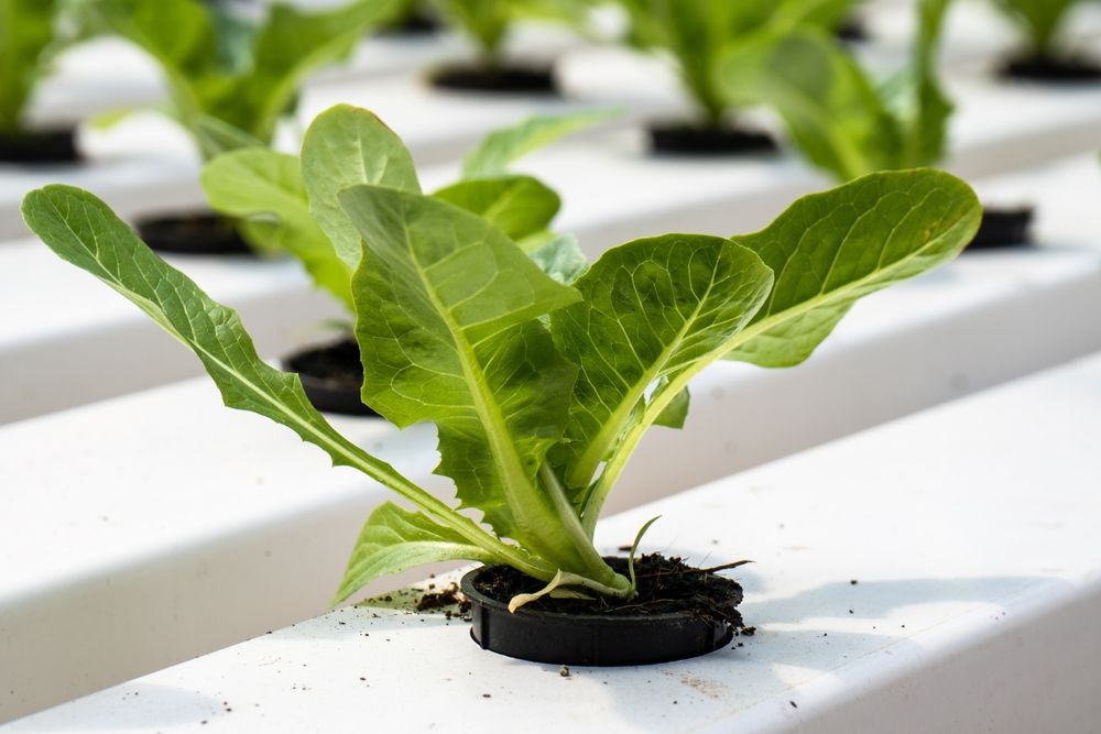 Romaine Lettuce in plant pots used in ebb and flow hydroponic systems