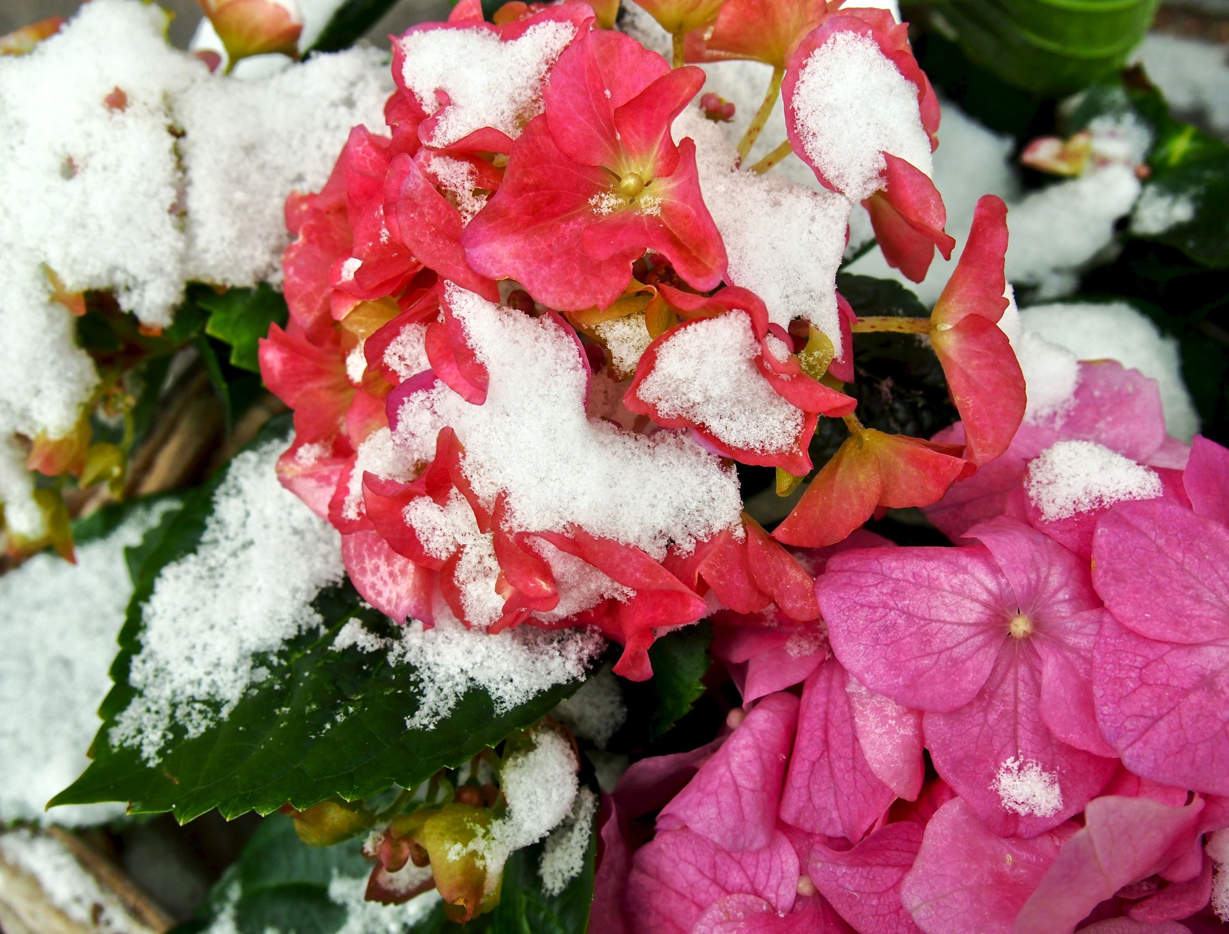 6 Tips to Caring for Your Hydrangeas in Winter