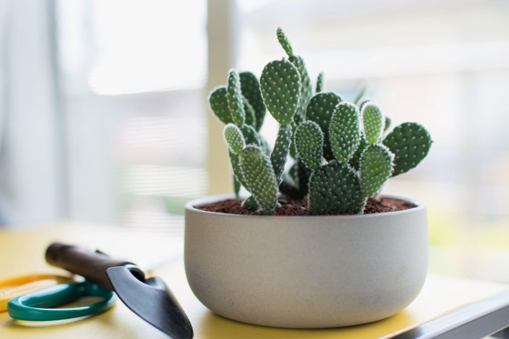 How to Grow and Care for Prickly Pear Cactus