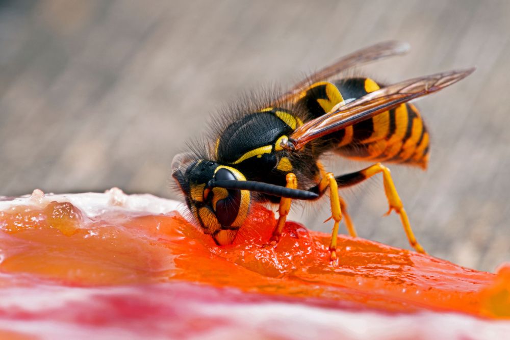 Western yellowjacket wasp Vespula pensylvanica chewing on a sockeye salmon carcass to remove a piece of flesh to take back to its nest to feed to developing larvae. Side view