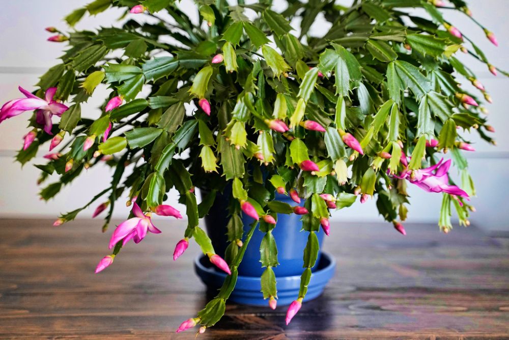 Blooming Thanksgiving Cactus. Large flowering cactus with pink and white flowers.