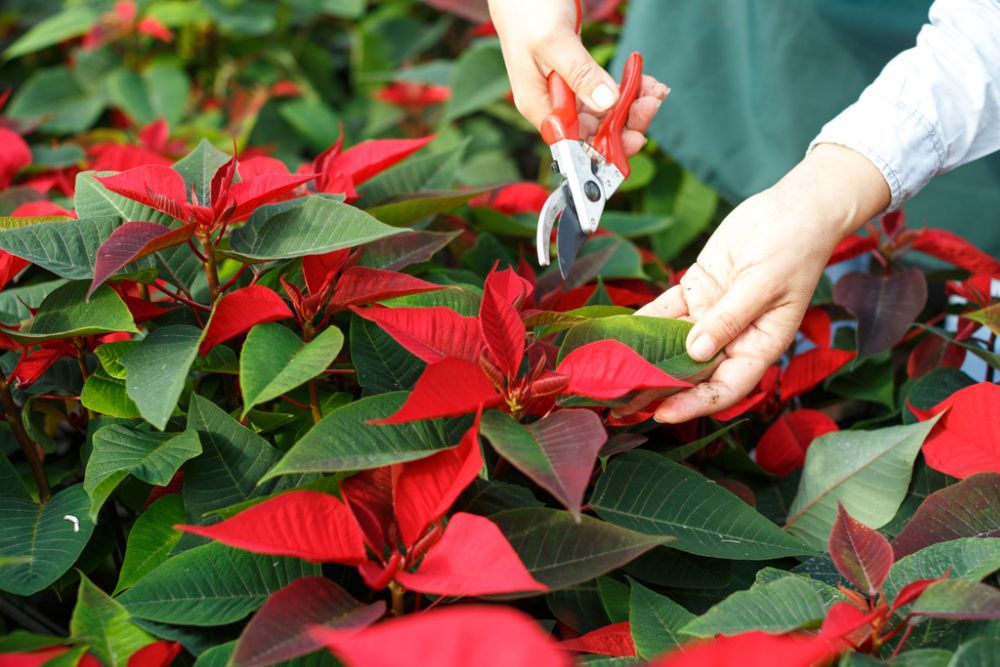 Closeup of flowering Poinsettias pulcherrima with hands of gardener caring for plants