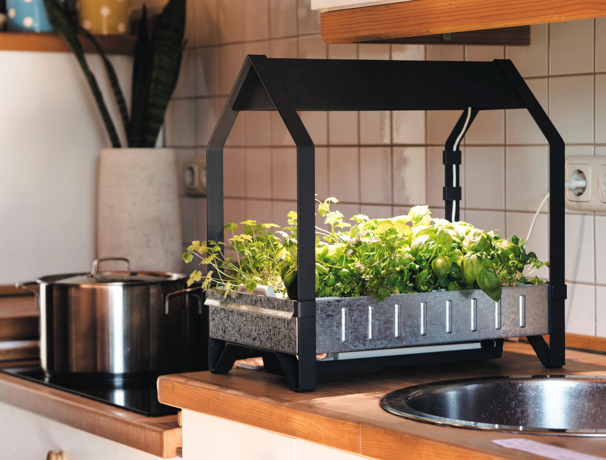 hydroponic grown herbs and vegetables in own kitchen with hydroponic grow kit