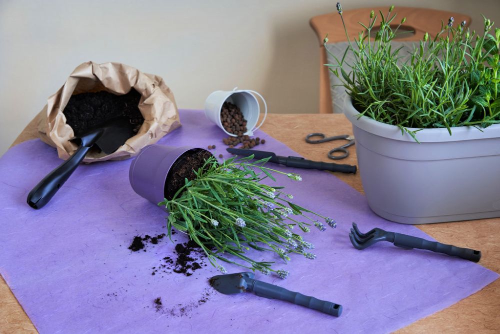 Repotting plants in larger containers. Lavender. Lavendula Angustifolia. English Lavender.