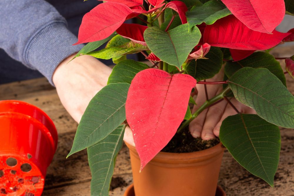 Process of transplanting a home flower Poinsettia into a clay pot, Christmas flower on a wooden table, woman gardener transplants houseplant