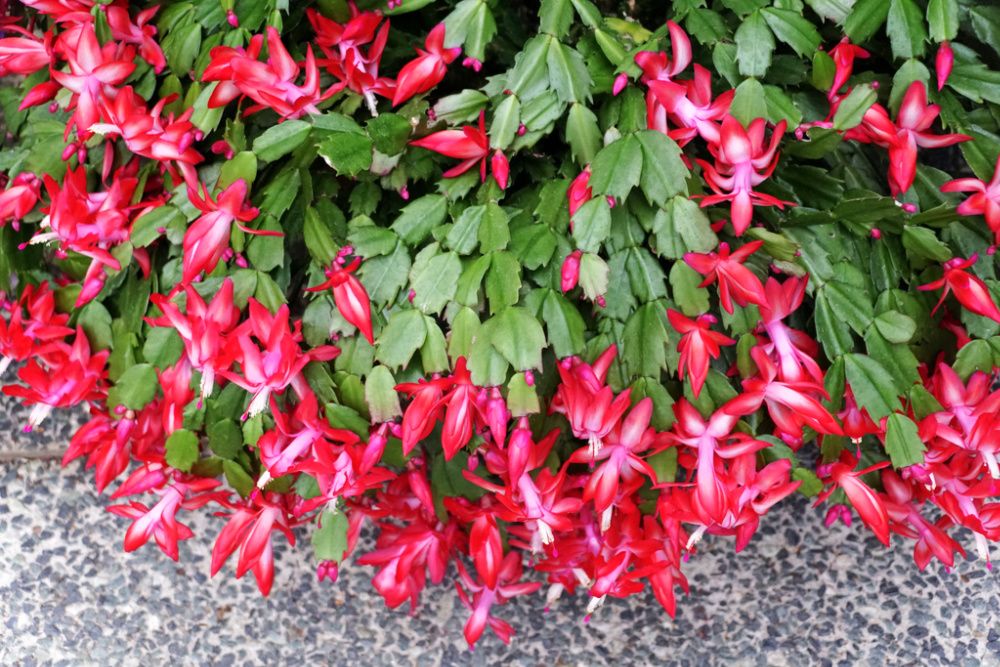 Red flowers and green leaves of Thanksgiving Cactus 'Thor Carmen'