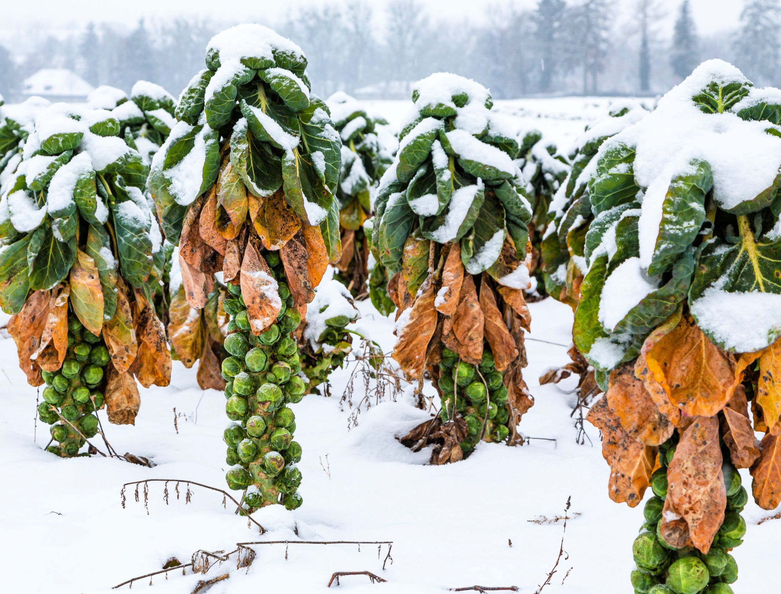 Snow covered brussels sprouts on a field in winter