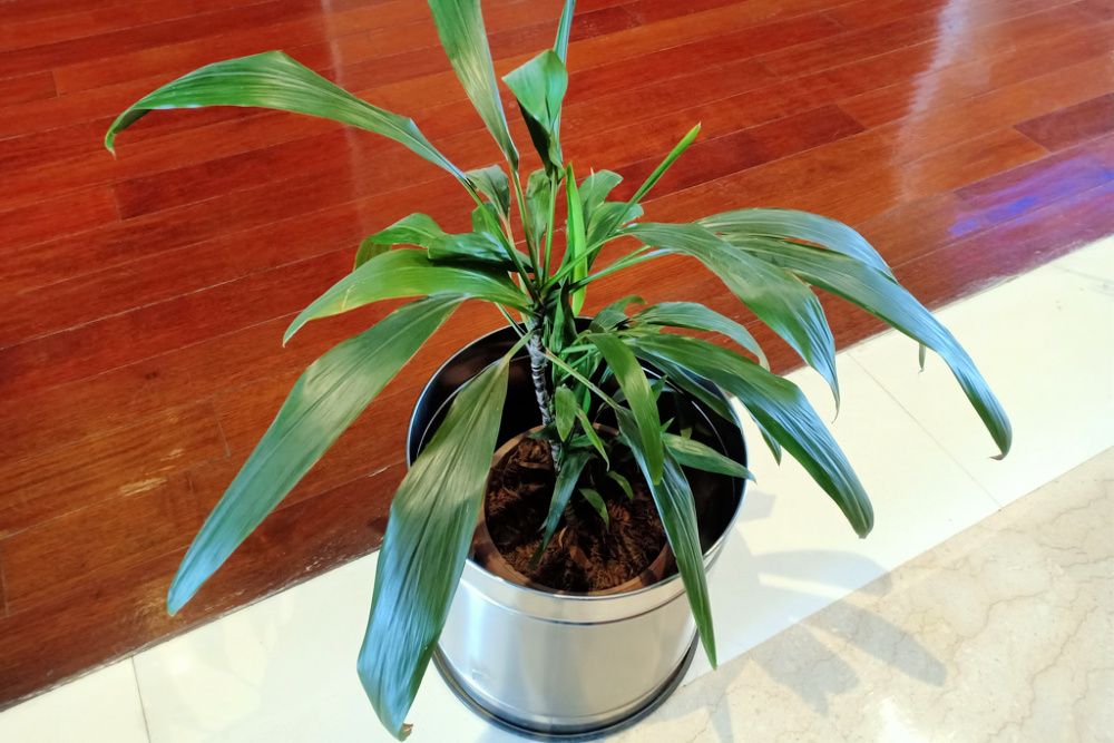 Aspidistra elatior (the cast-iron or bar-room) plant in pot