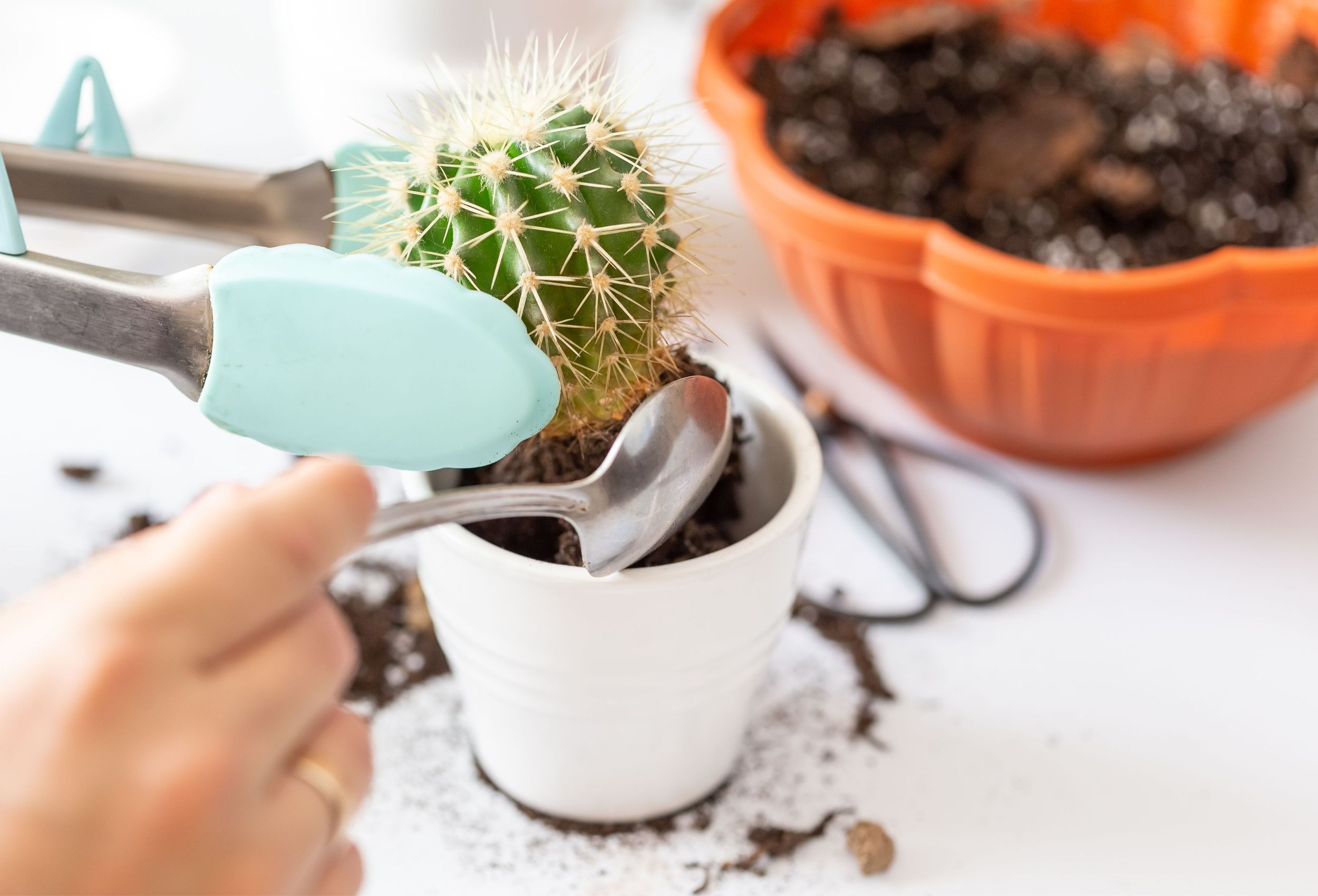 How To Repot a Cactus Plant
