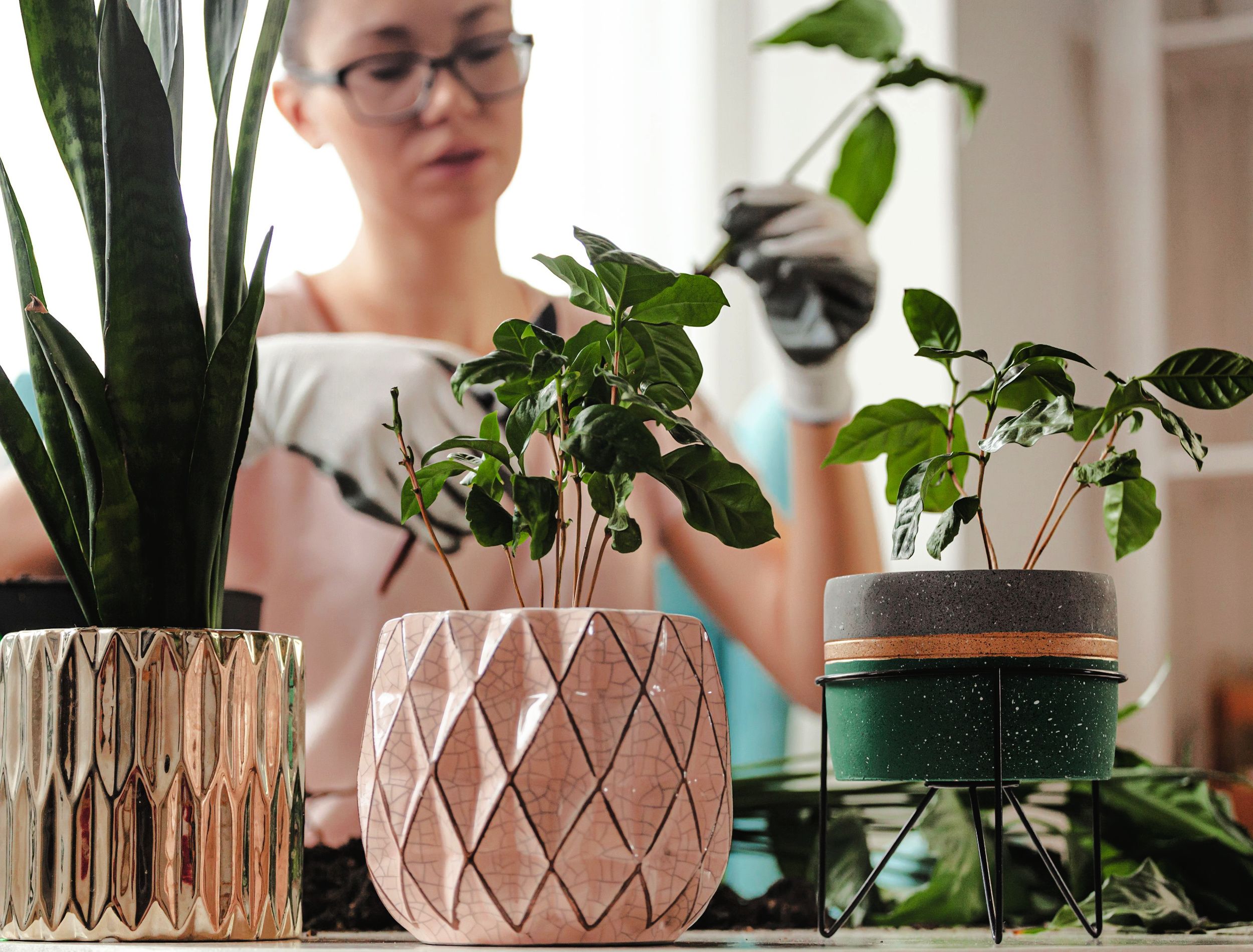 How To Choose The Right Container For Your Houseplant