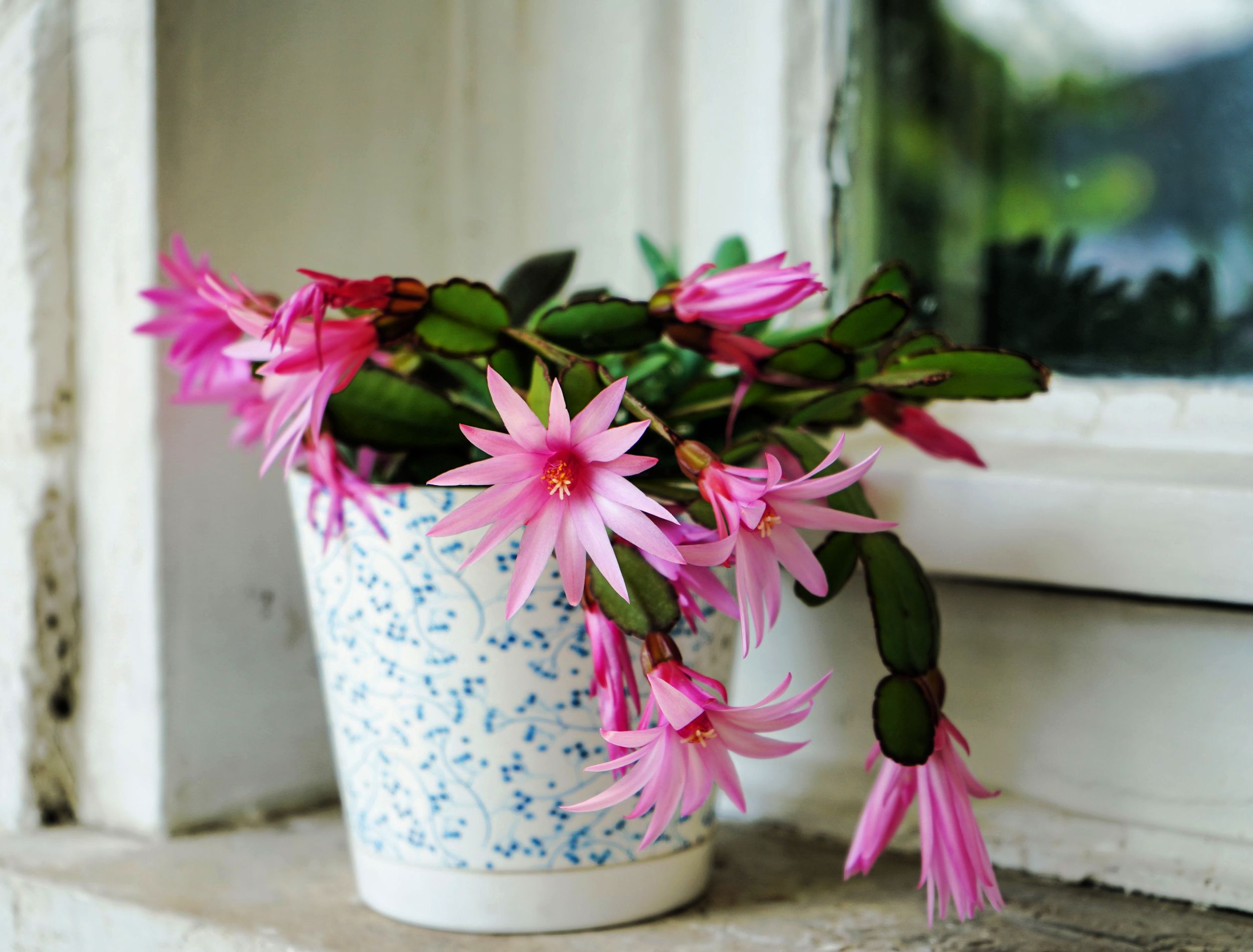 Fuchsia flowered Christmas cactus bloomed on a window sill.
