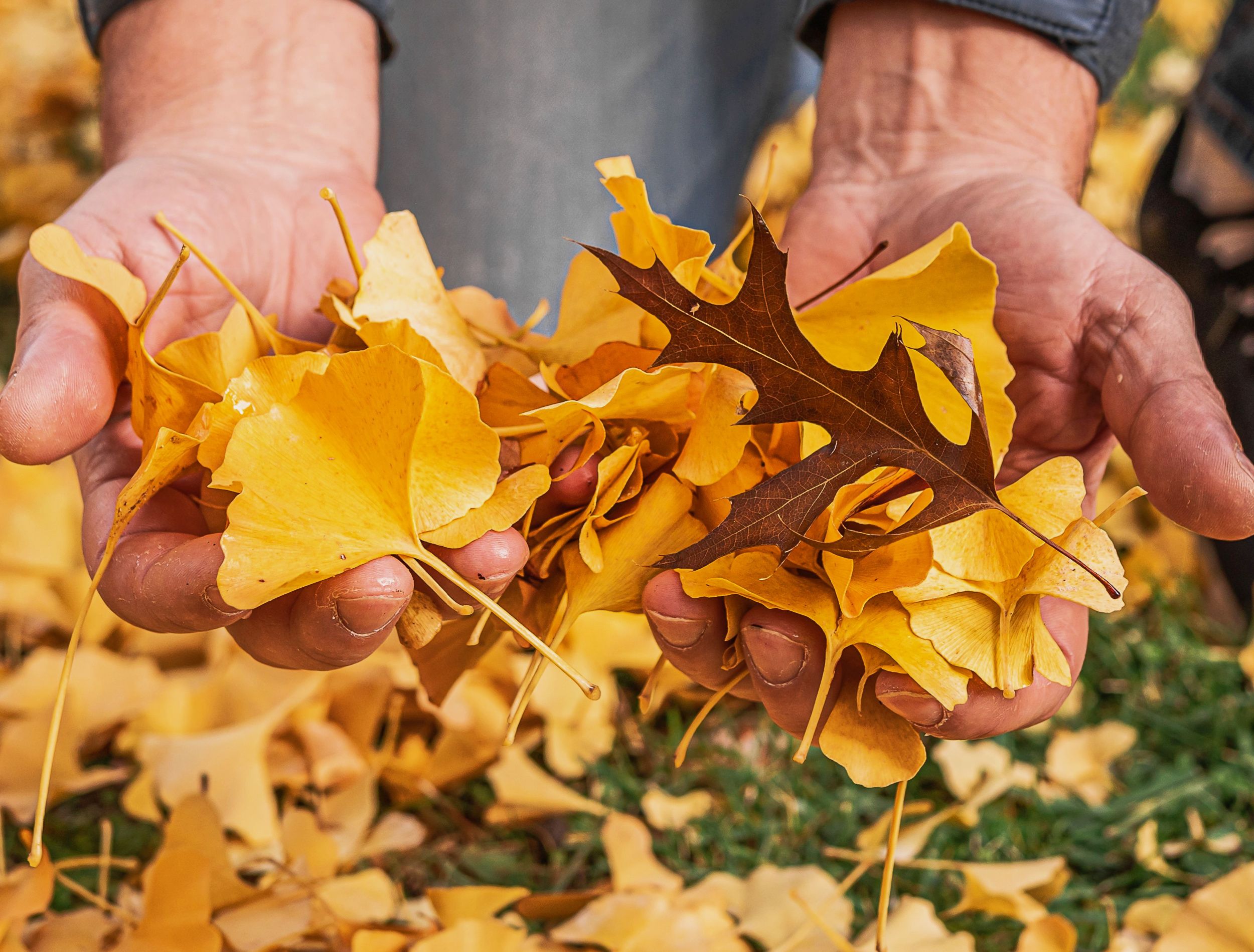 10 Reasons to Mulch Leaves Rather Than Raking