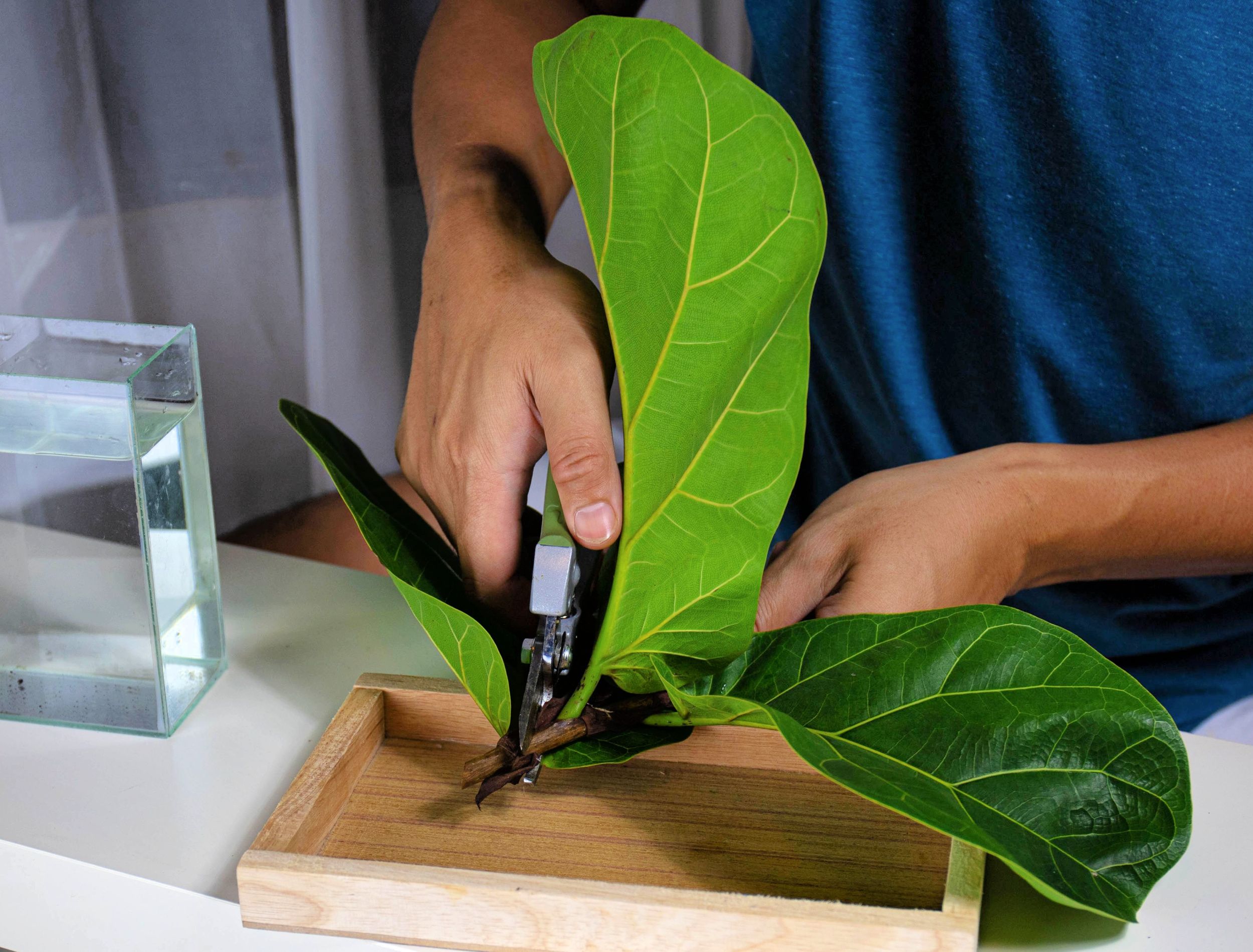A man is using pruning shears to cut the branches of a Fiddle-leaf fig. to be propagated by cuttings in water. Fiddle-leaf fig Can be used as a home decoration plant.