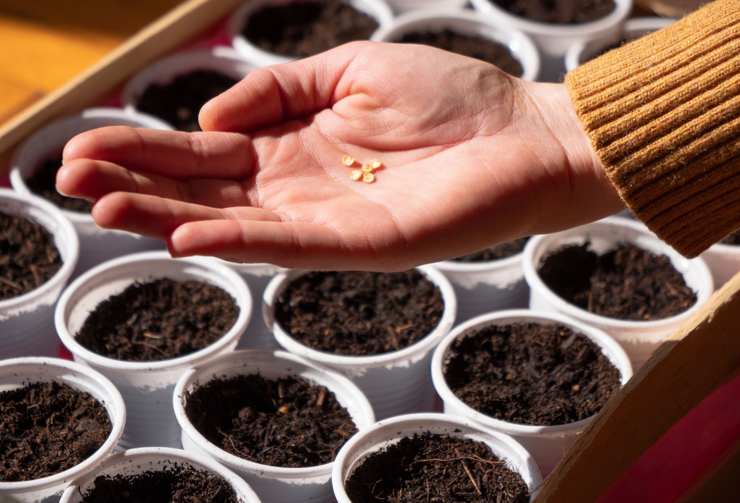 Woman hand holds seeds in hand, close up. Planting seeds. Gardening, sowing seeds in pots. Sow chili peppers.