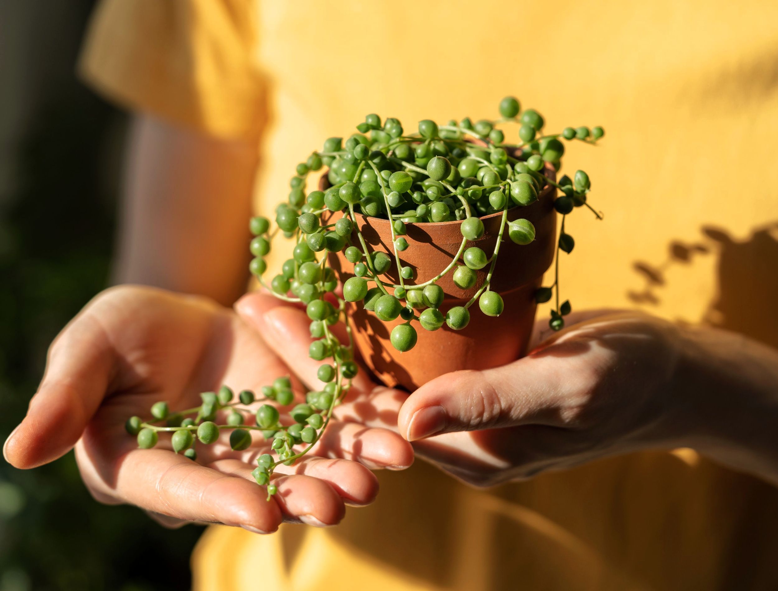 Closeup of woman hand holding small terracotta pot with Senecio Rowleyanus commonly known as a string of pearls. Sunlight. Hobby, houseplant lovers concept.