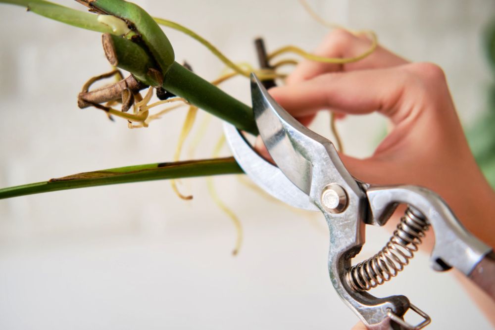 Woman florist cuts monstera albo plant with garden scissors. Female hands and care for home plants for planting in a flower pot