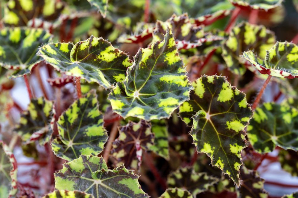 How to Care for Begonias as Houseplants