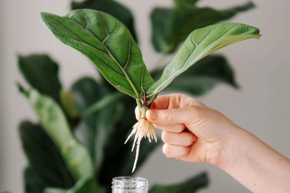  Propagating Fiddle Leaf Fig. Female hand hold rooted cutting of ficus lyrata with roots and glass bottle with water. How to propagate fiddle leaf fig tree, urban gardening concept