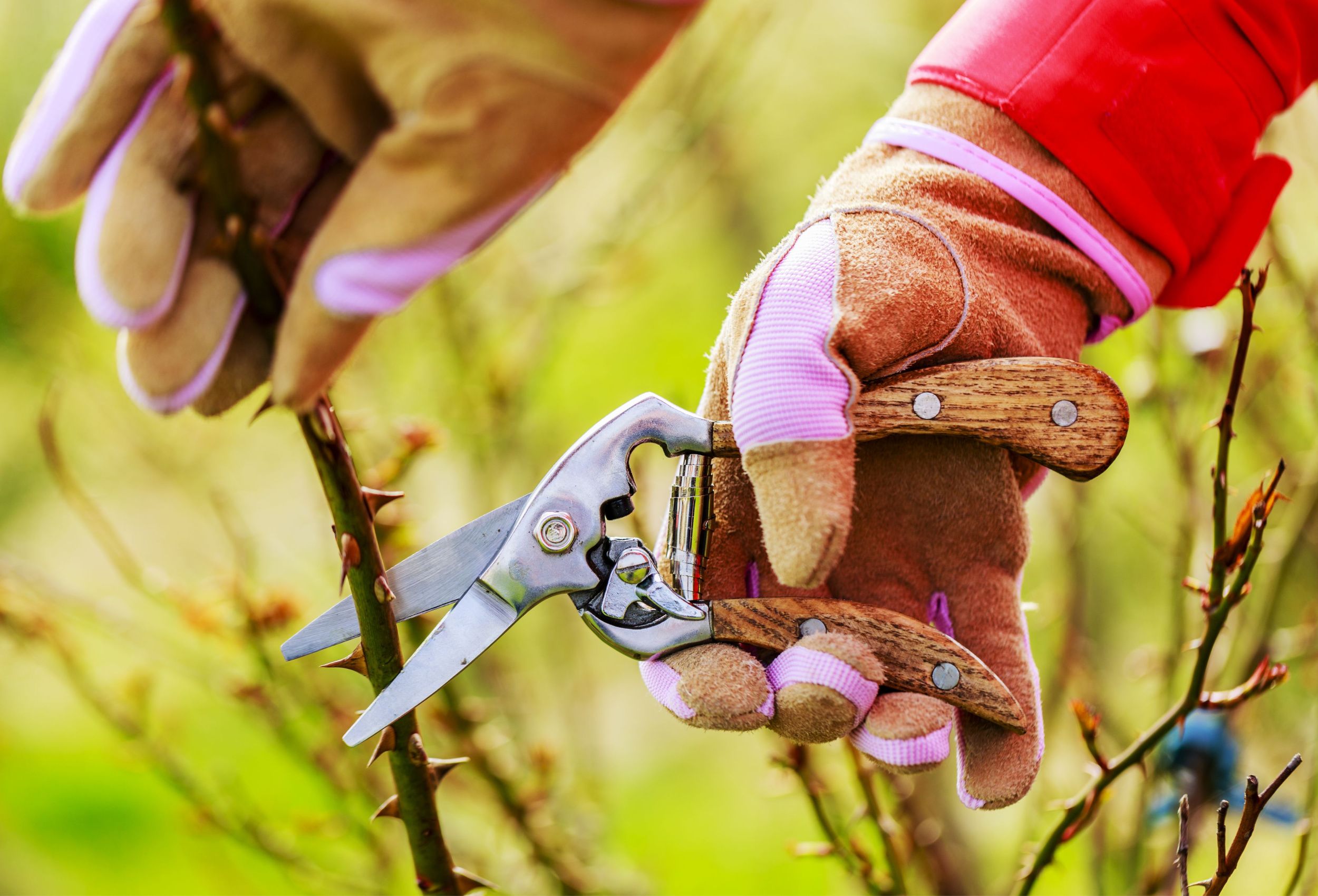 how-to-prune-roses-in-winter