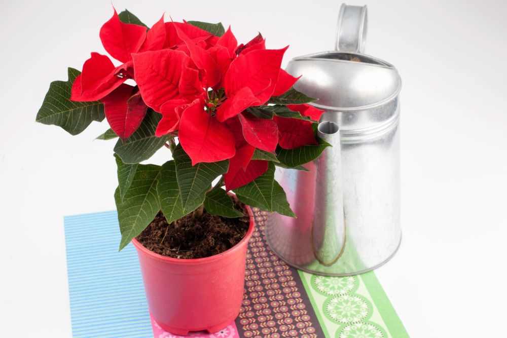 On the image is a flower Christmas star, another name is Poinsettia and tools for the care of indoor plants. In the picture there is a flower and dirt for plants. 