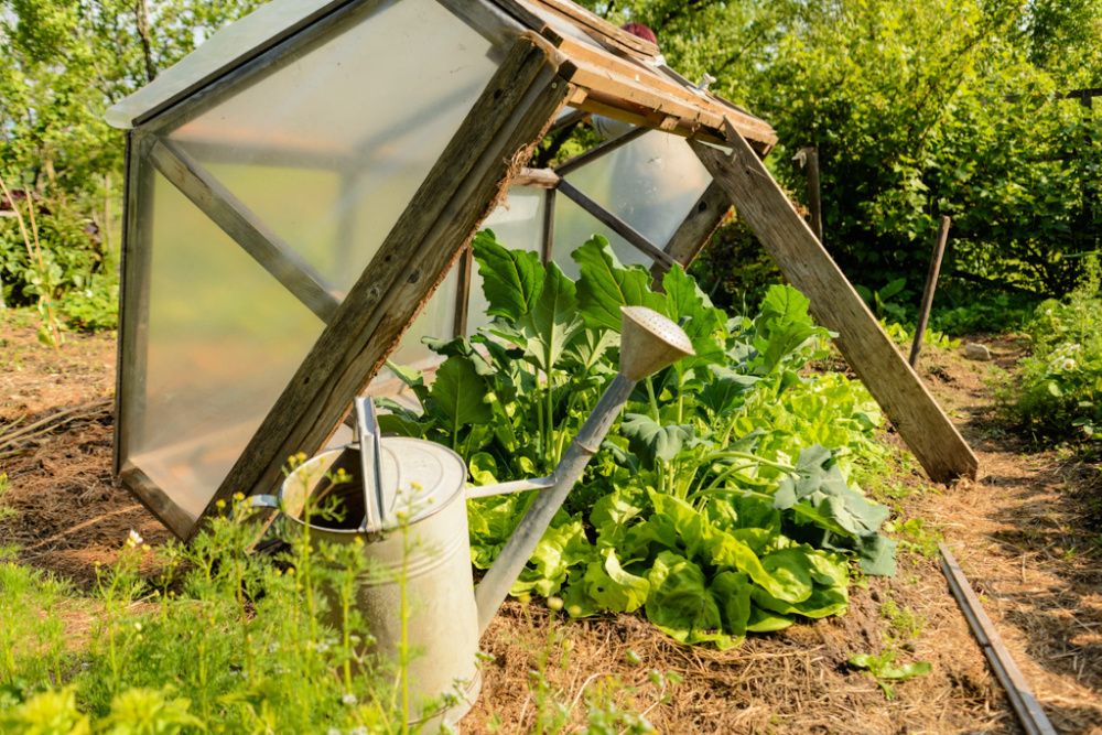 Vegetable garden with green salad in handmade cold frame