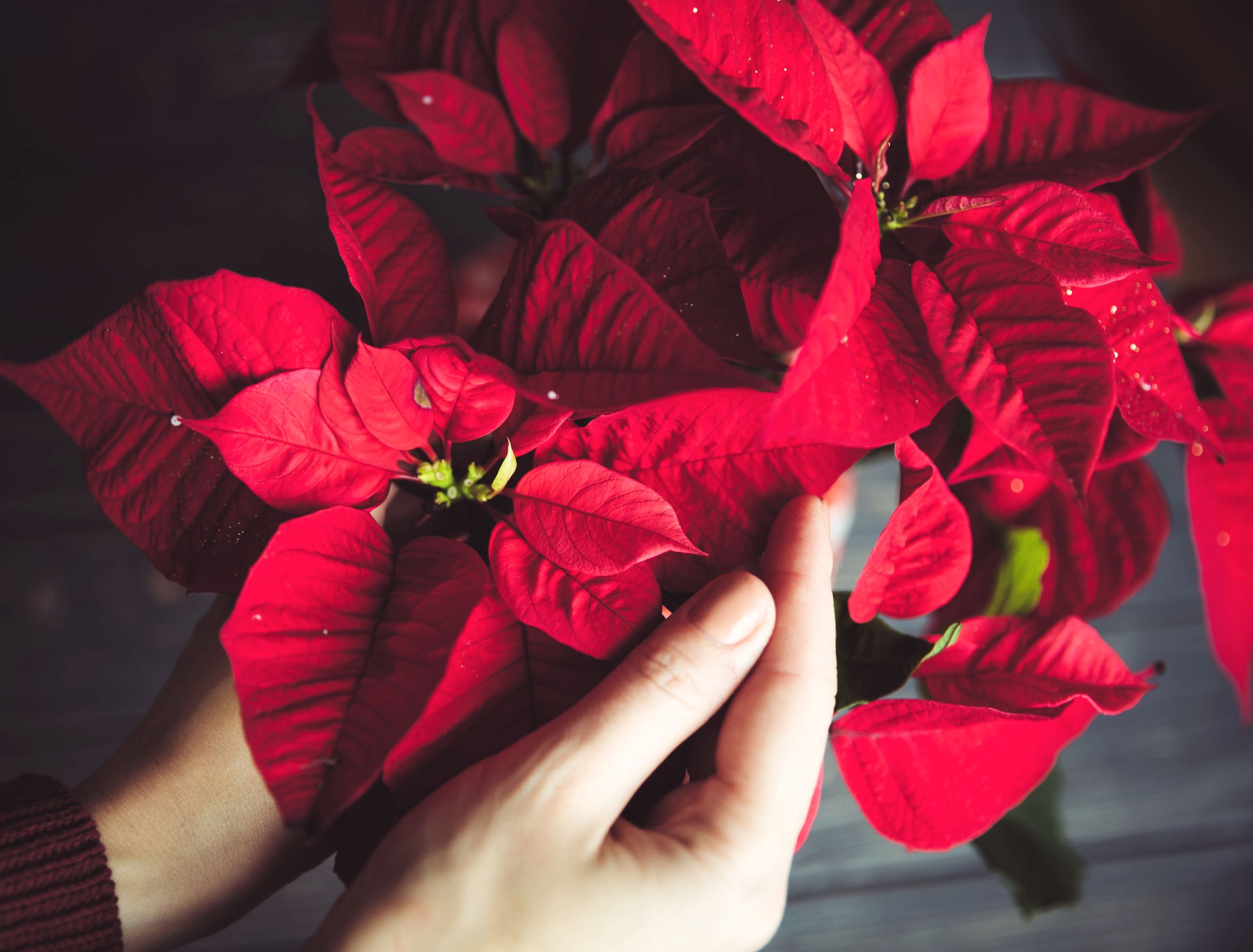Beautiful Poinsettia in woman hands. Christmas tradition concept