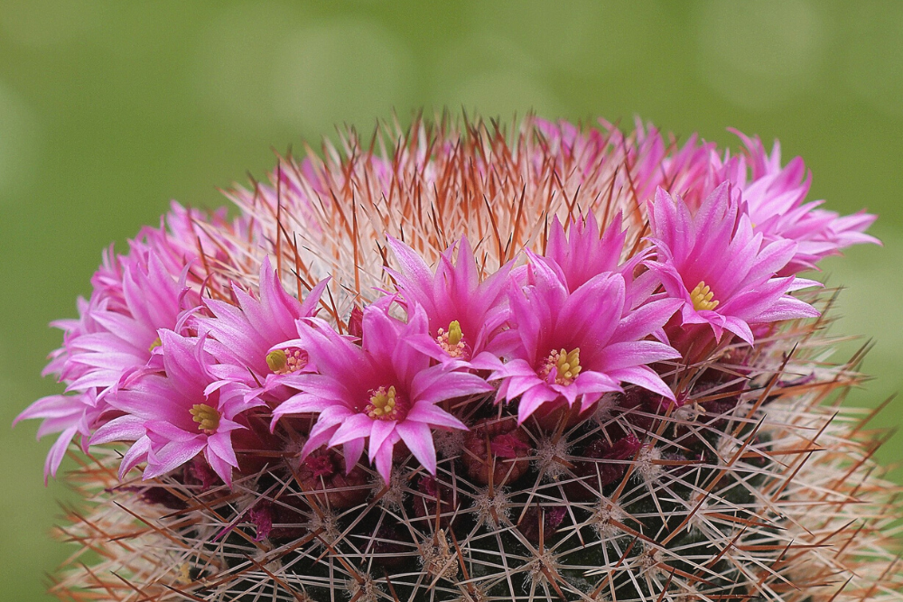 Spiny Pincushion Cactus with PinkFlowers