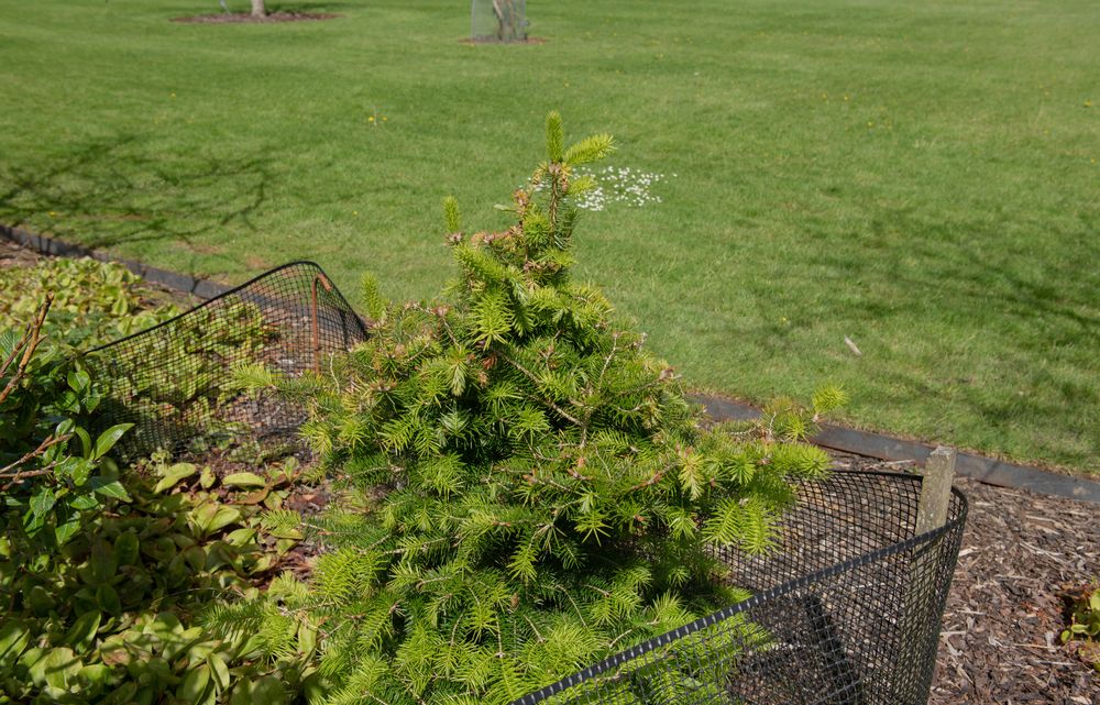 Staked fir tree 