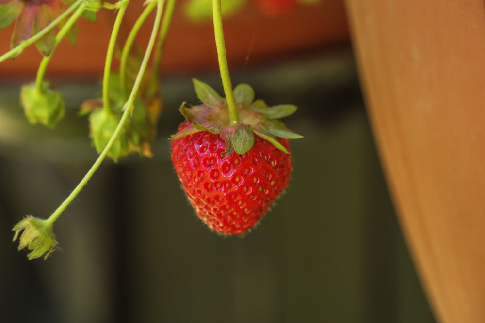 7 Tips For Growing Strawberries in Pots and Hanging Baskets