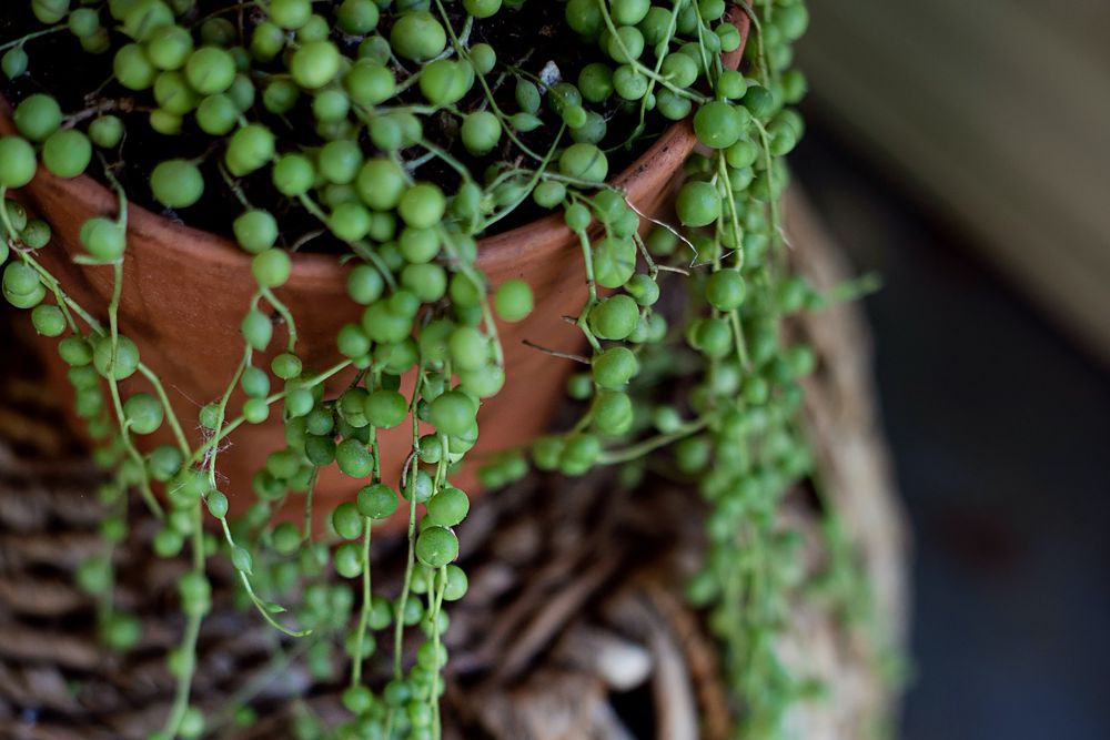 A string of pearls plant cascading down over a table top
