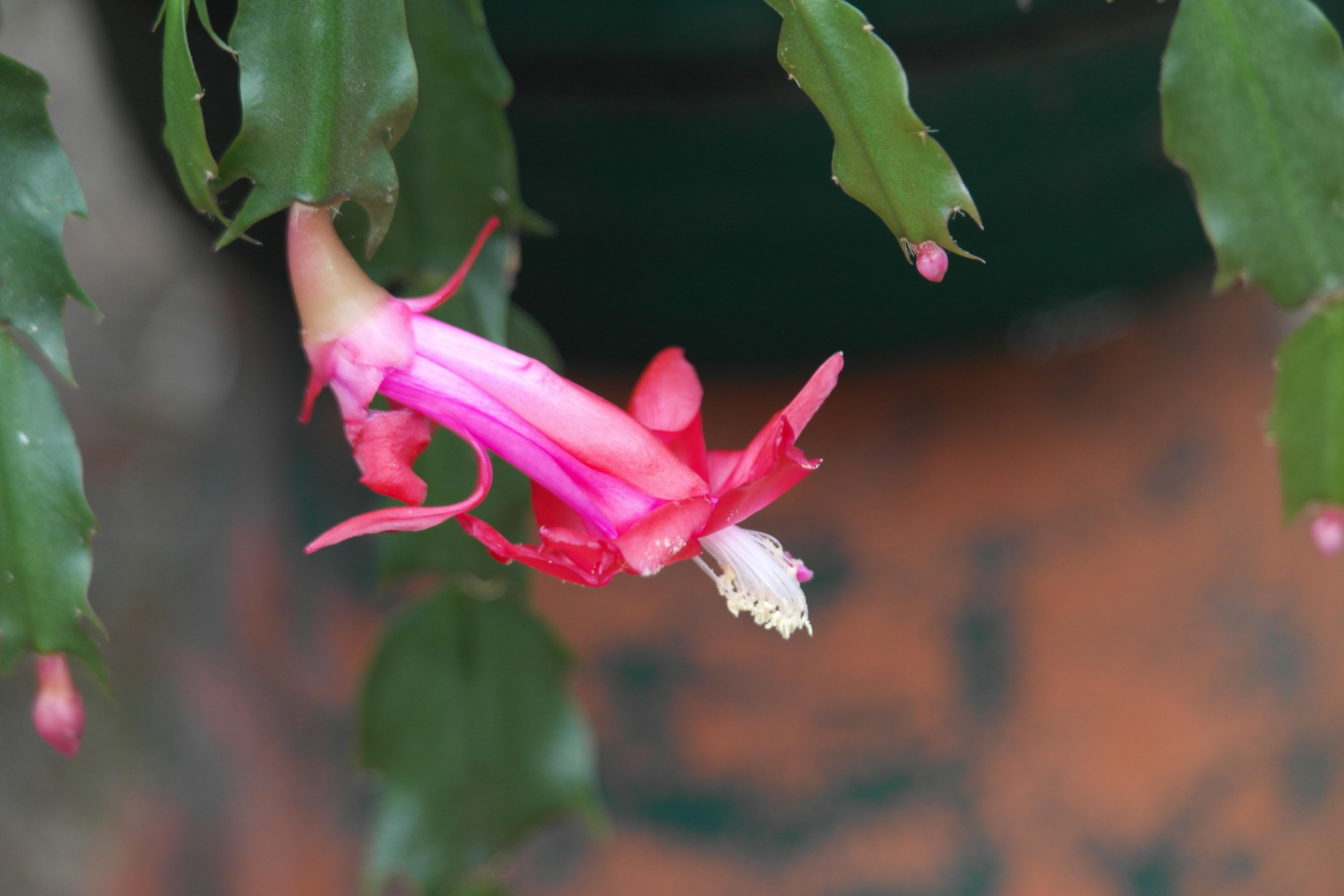 Pink flowered thanksgiving cactus