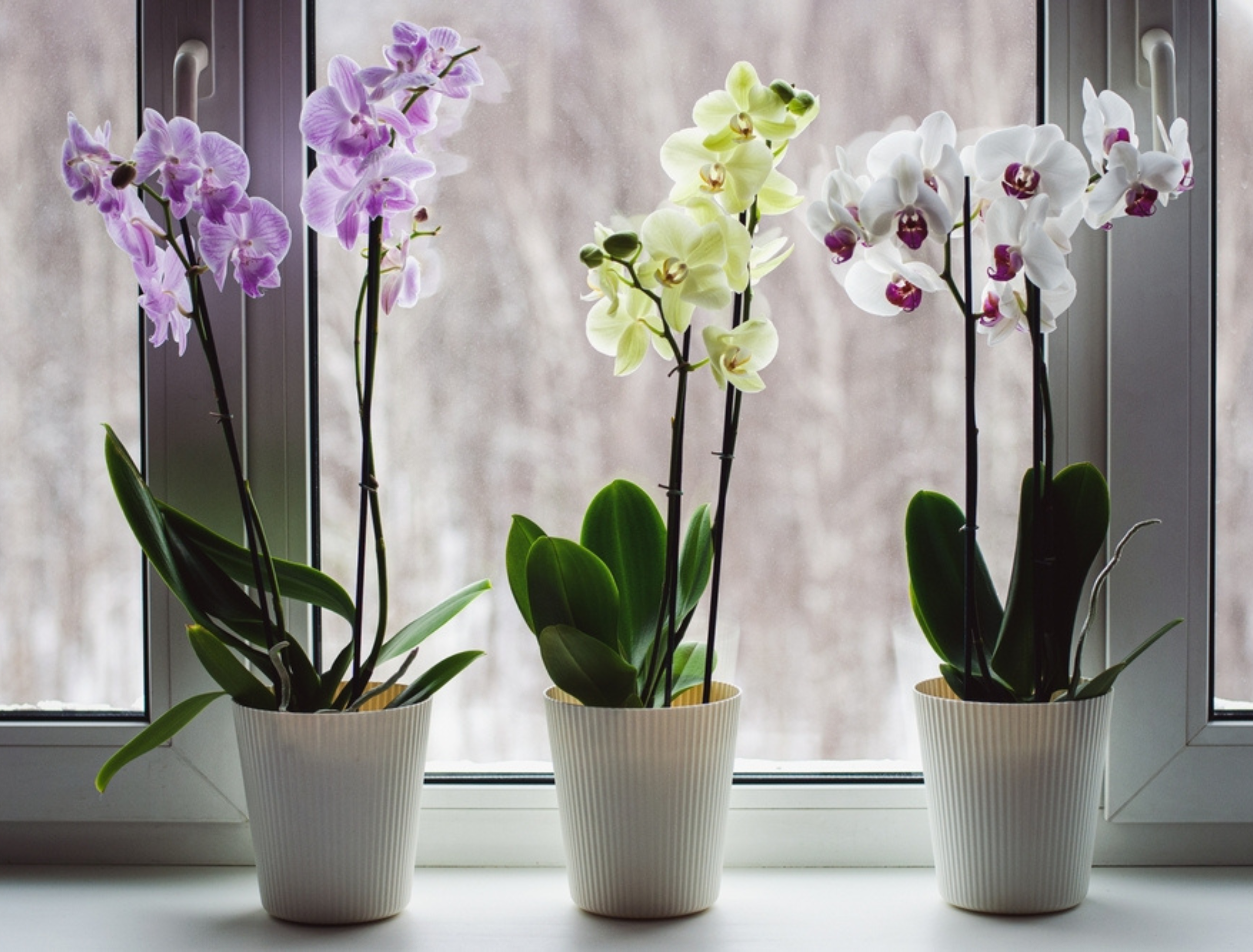 Moth orchids on windowsill, growing phalaenopsis orchids at home