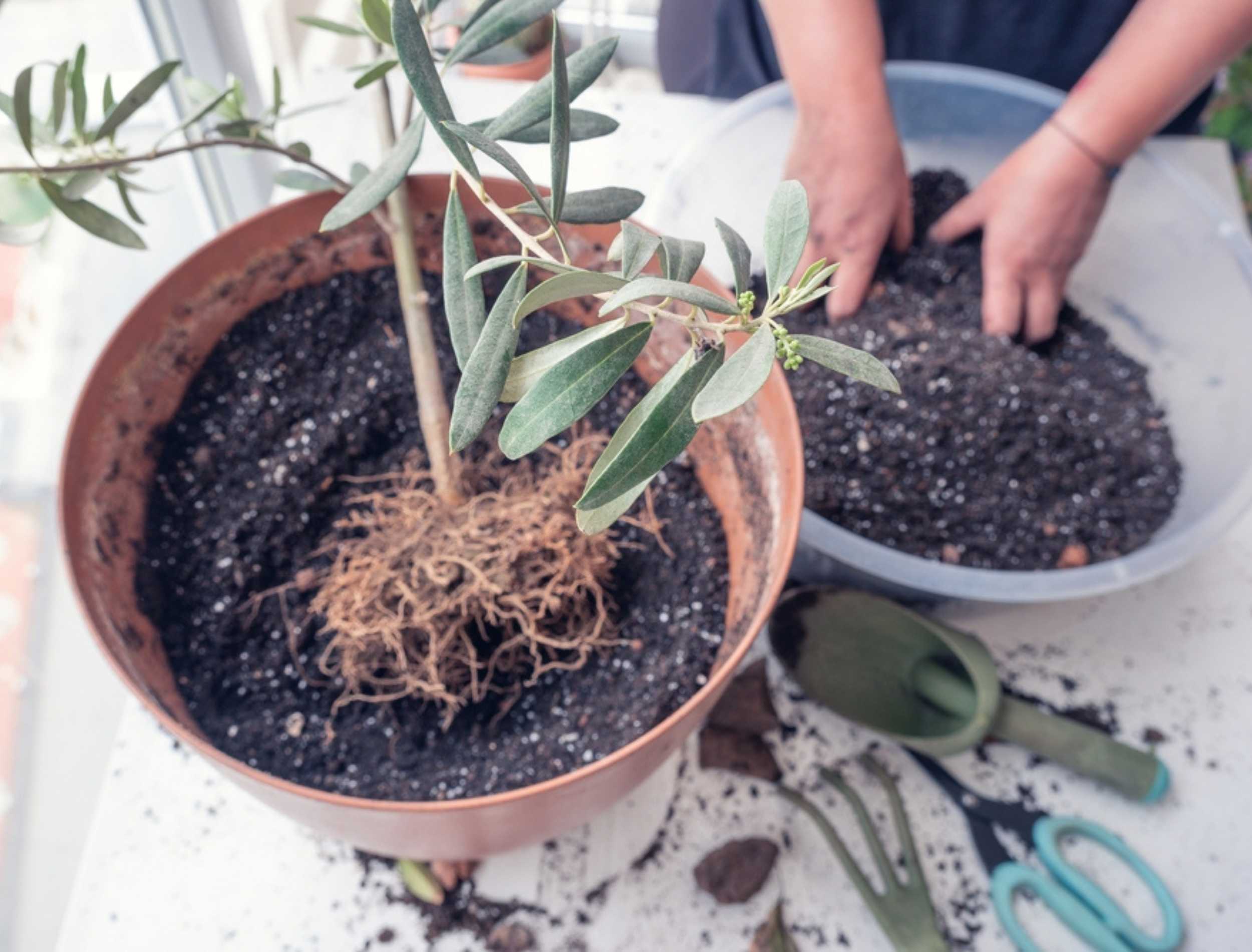Woman caring for houseplants in spring planting an olive tree sapling in a larger pot