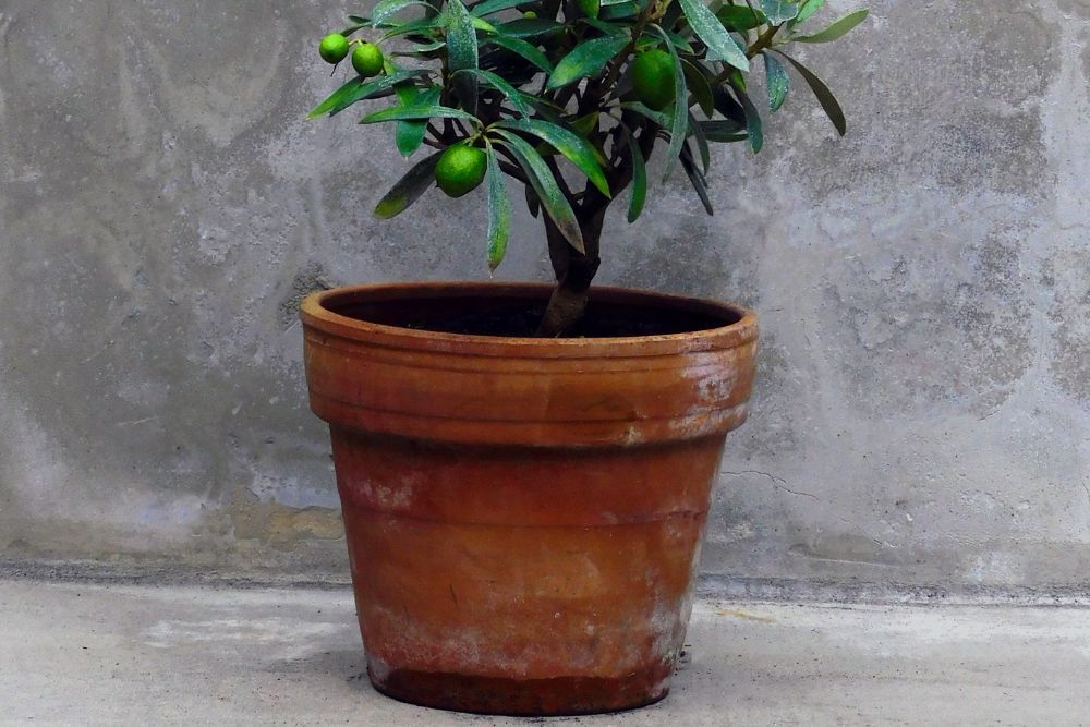 Olive tree in a terra cotta pot