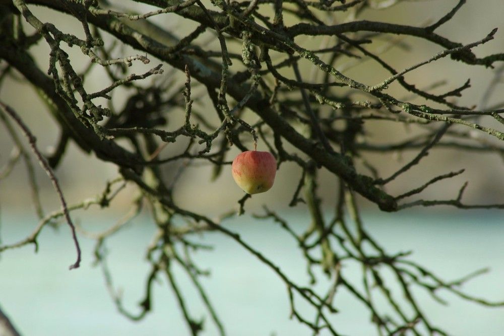 Bare winter apple tree with single apple