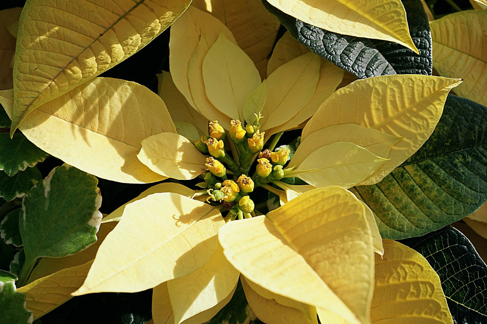 How To Prune Your Poinsettia